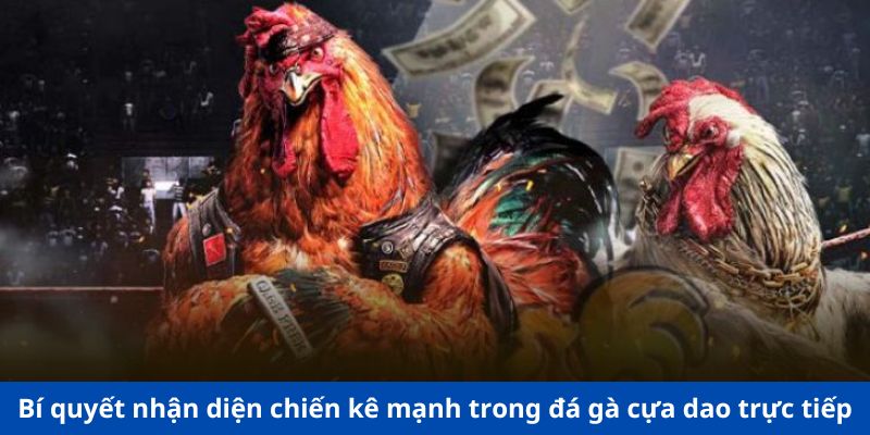 Bí quyết nhận diện chiến kê mạnh trong đá gà cựa dao trực tiếp
